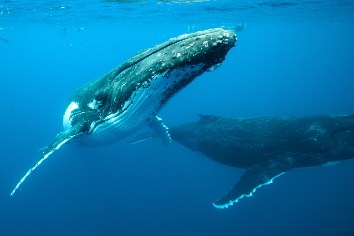 Découverte : le détenteur du record du plus gros pénis parmi les animaux