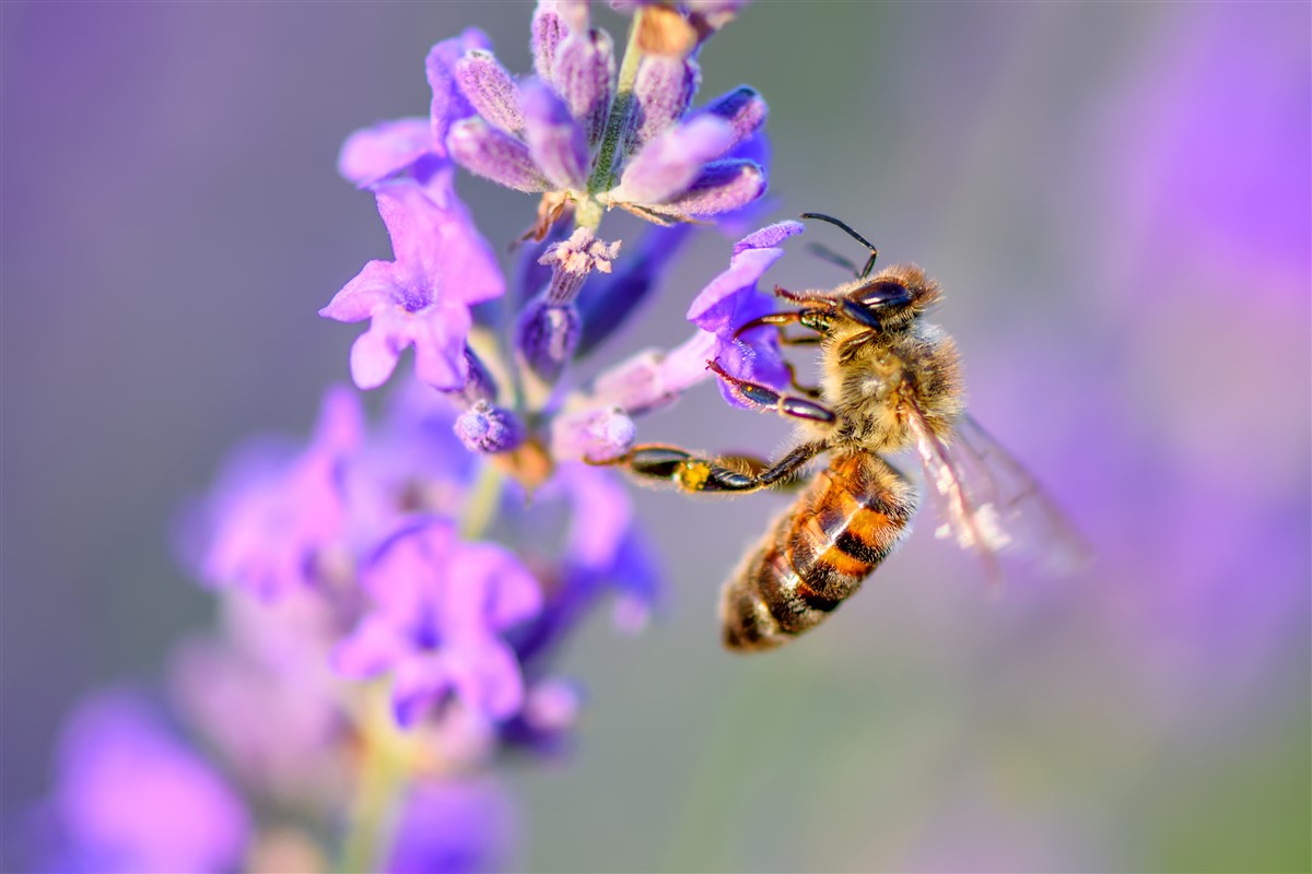 Les insectes pollinisateurs soutiennent les écosystèmes vitaux à l’humanité