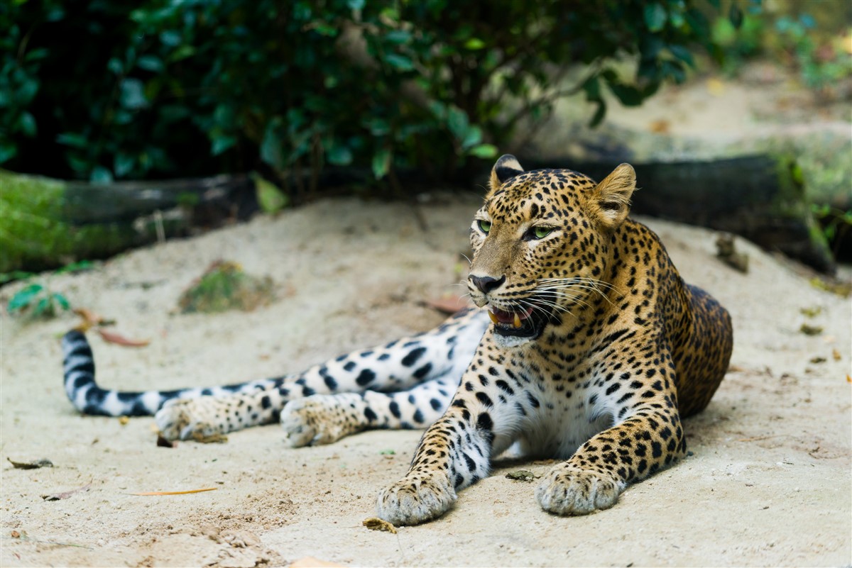 3 naissances exceptionnelles des léopards sauvages pour préserver l’espèce