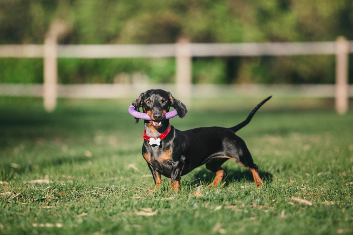 Les activités amusantes à faire avec votre chien saucisse