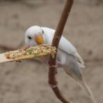 perruches blanches
