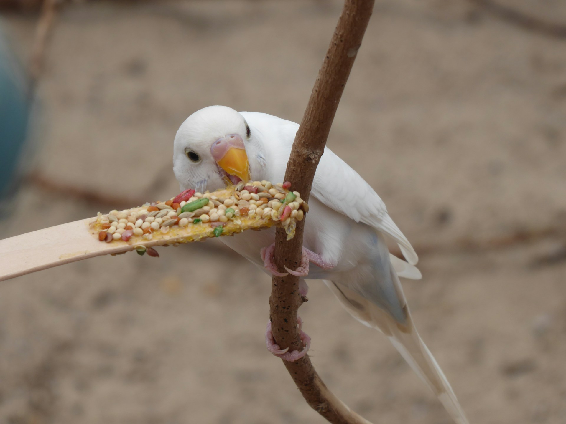 perruches blanches